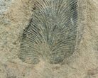 Fossil Neuropteris Seed Fern Leaf #5735-2